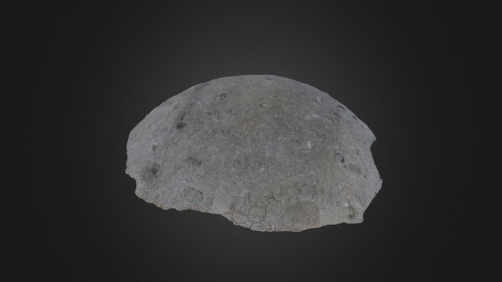 Prasopora sp. (PRI 76720) – Modelo 3D gratuito STL