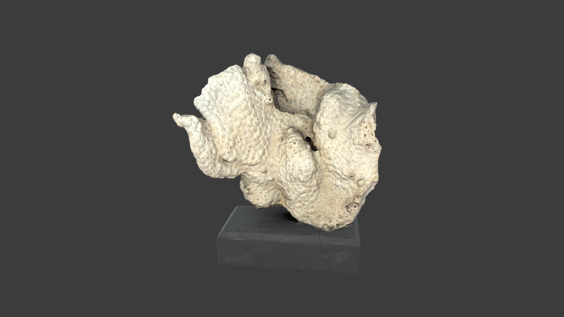 Echinopora reflexa