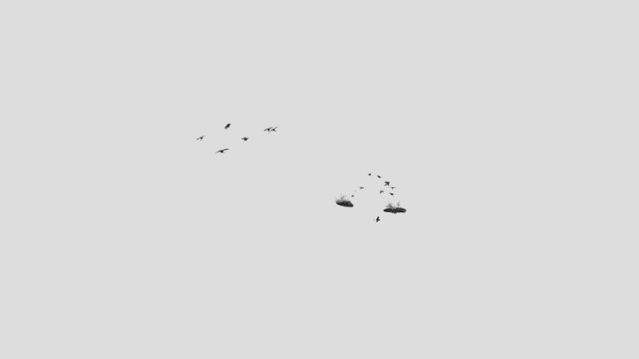 seagull_probafbx_04 3D Model