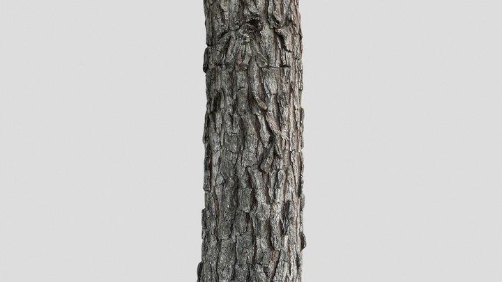 Longleaf Pine Tree Trunk 3D Model