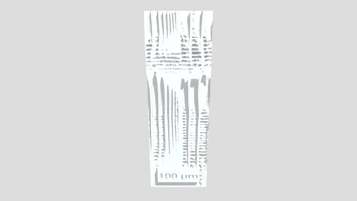 Anatomy of spruce (Picea abies) 3D Model