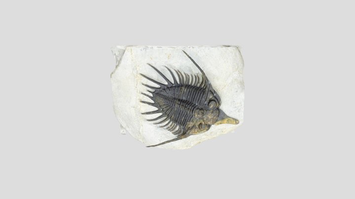 Devonian trilobite Psychopyge fossil 3D Model