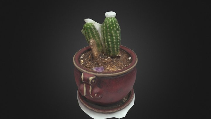 Cactus - Low Res 3D Model