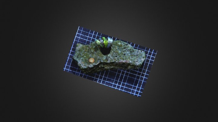 Recruit of coral Diploria labyrinthiformis 3D Model