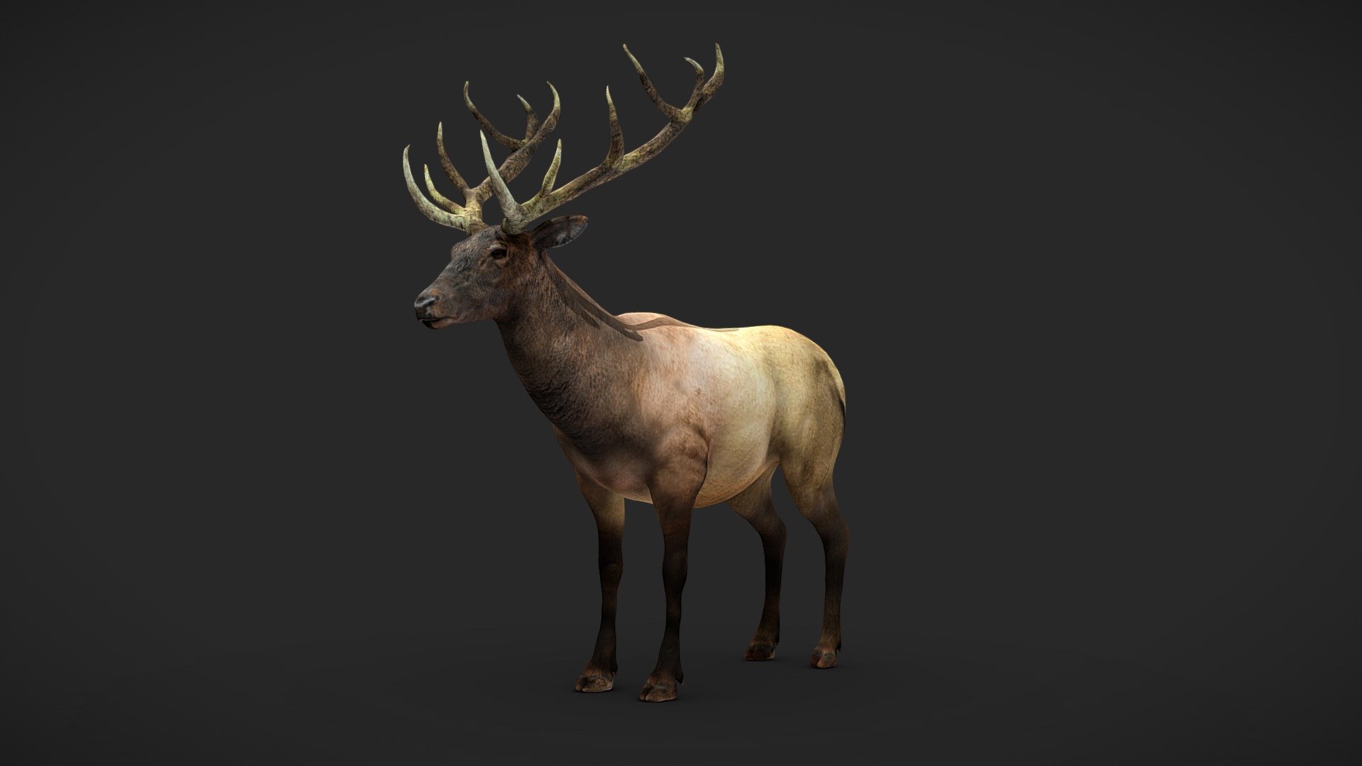 Wapiti - Rigged - Buy Royalty Free 3D model by Iofry [da3aee5 ...