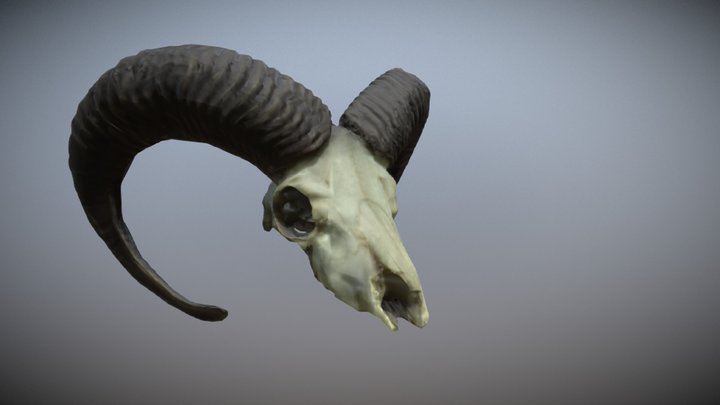 Mufflon Schädel / Mouflon Skull 3D Model