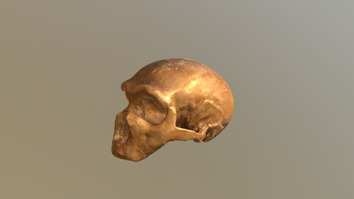 Monte Circeo I cranium 3D Model
