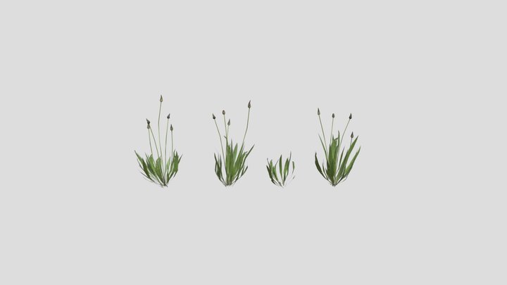 Ribwort 3D Model