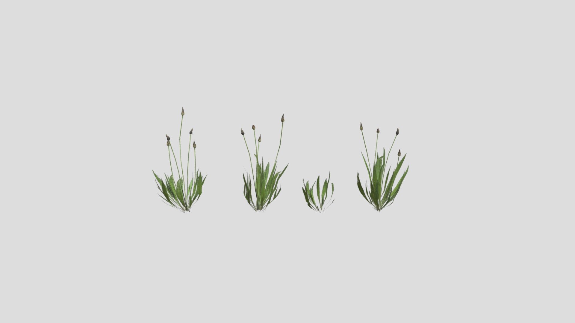 Ribwort