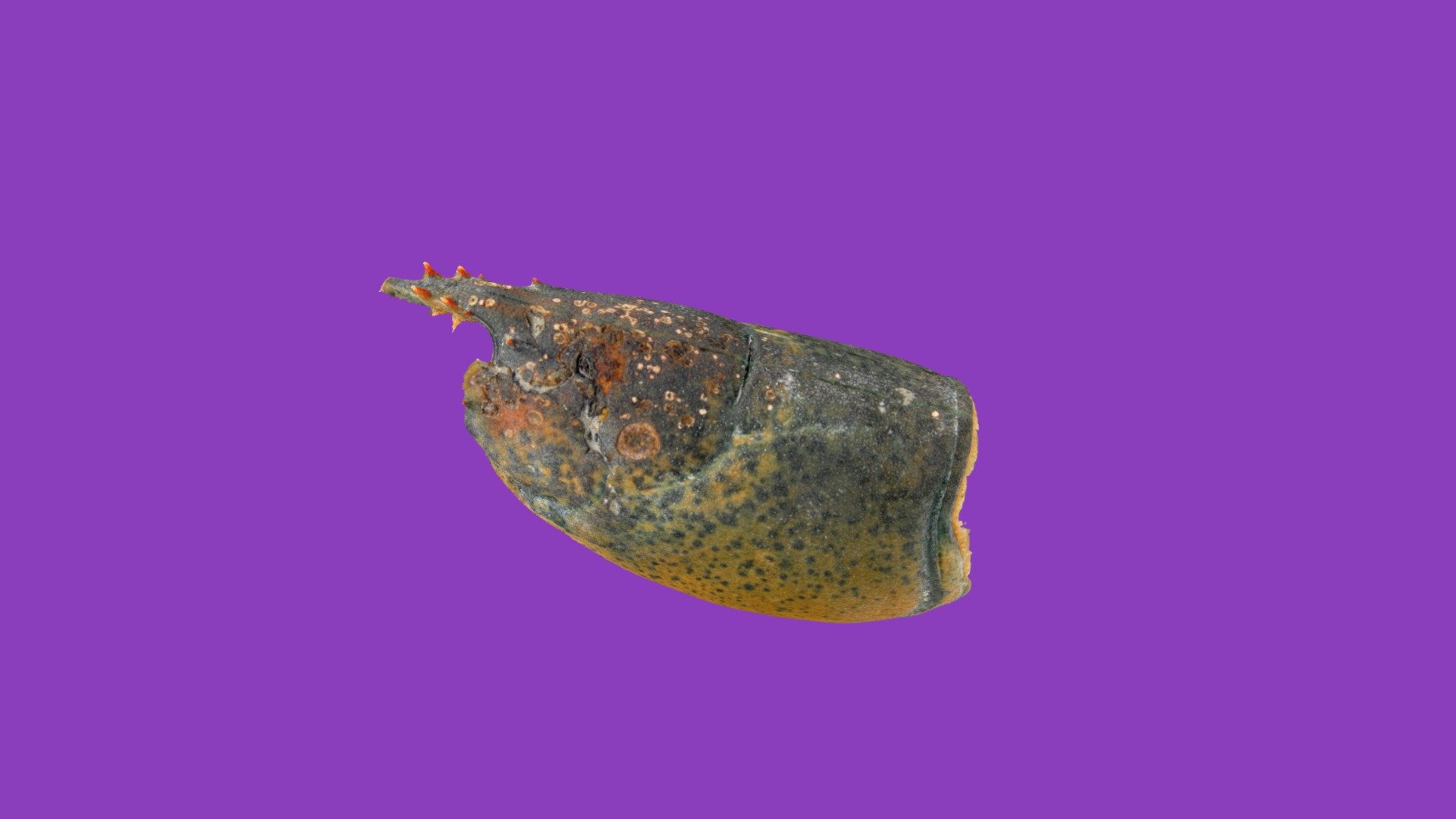 American lobster Ha269 01 with ESD level 1.