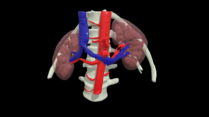 3DSlicer - Kidneys & Bloodstream 3D Model