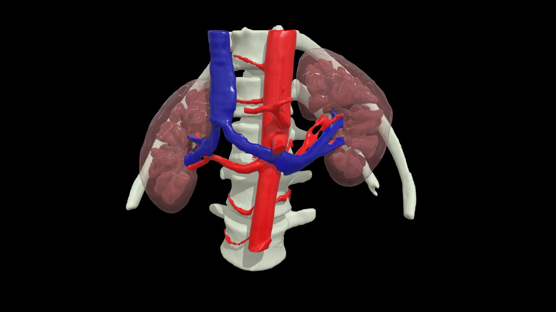 3DSlicer - Kidneys & Bloodstream - 3D model by sarahiannucci [da4329b ...