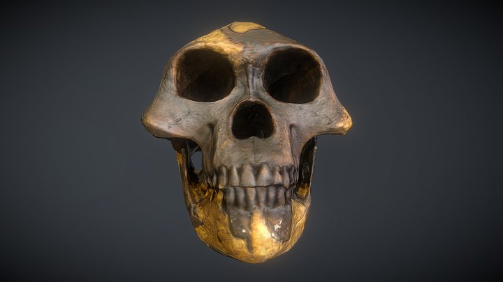 Australopithecus afarensis (Lucy) 3D Model