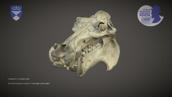 Hippopotamus (for mobile devices) – Kostenloses 3D-Modell STL