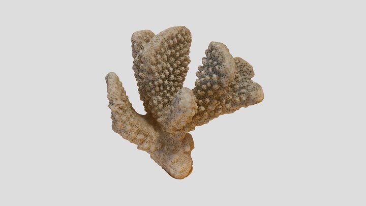 Coral Skeleton - Pocillopora spp. 3D Model