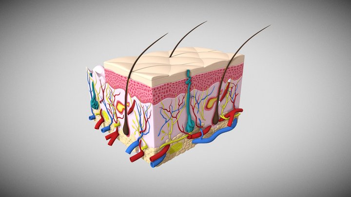Skin 3D Model