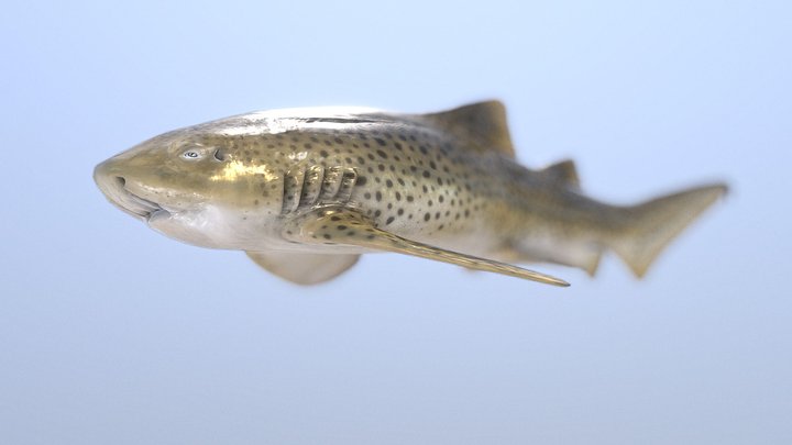 Zebra Shark V3 3D Model