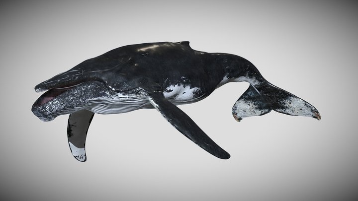 Humpback Whale Rigged 3D Model