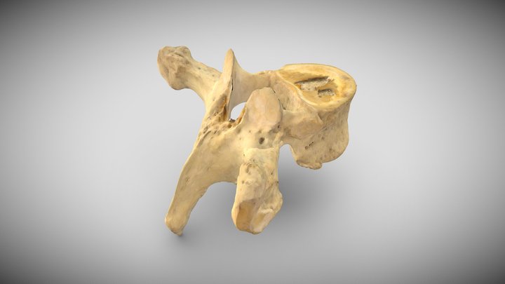 Vertebrae thoracicae 3D Model