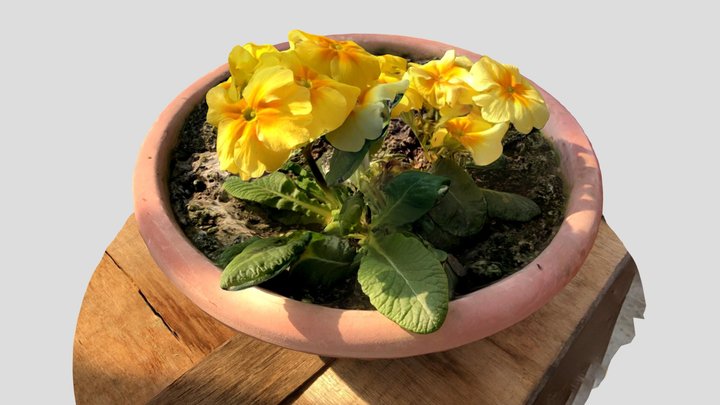 Flower pot 3D Model