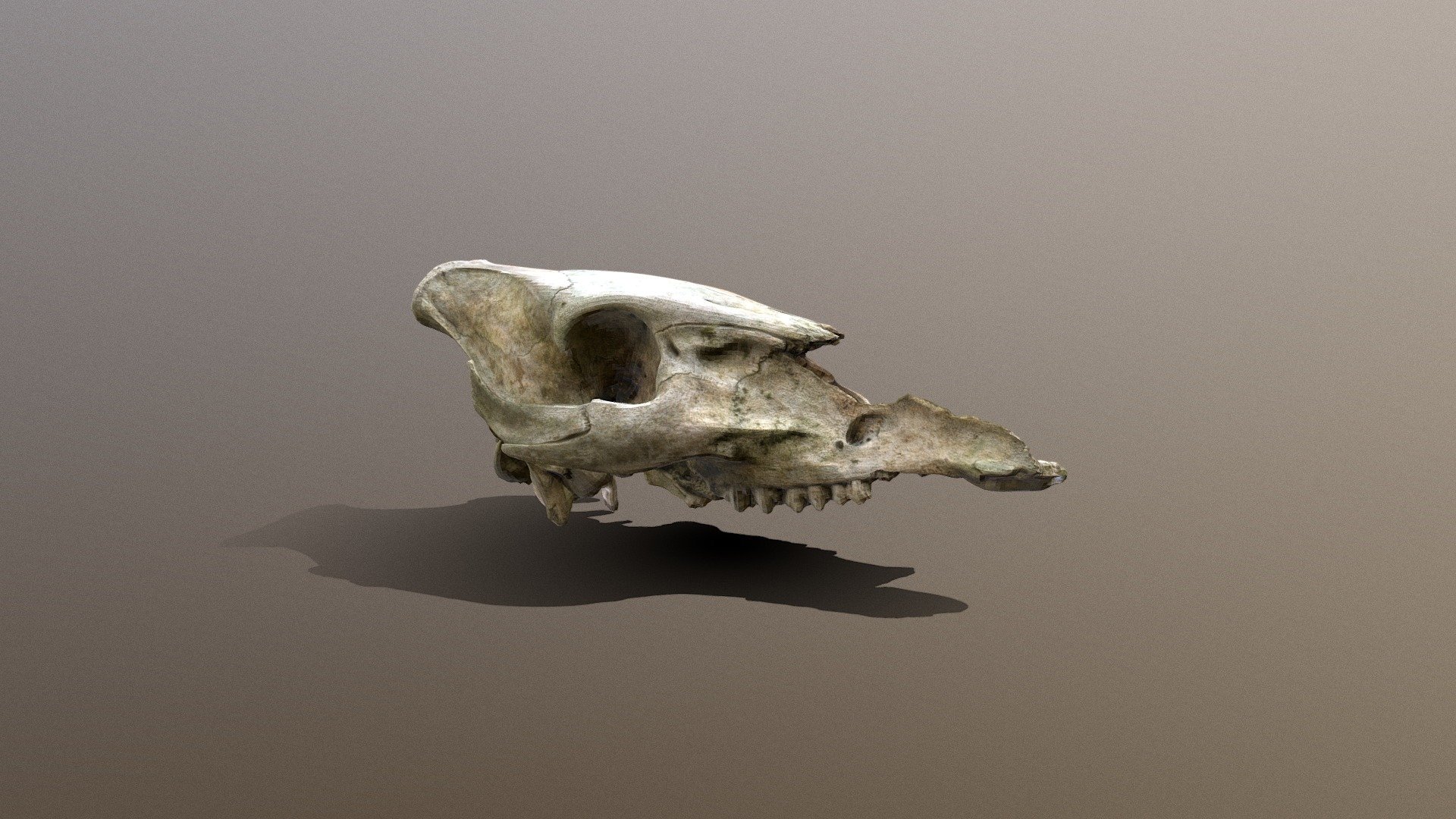 Animal Skull 3d scan Photogrammetry Download Free 3D model by KrBenyo