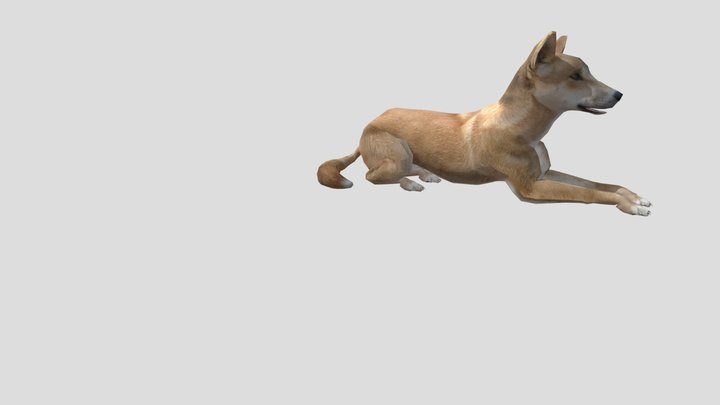 Dingo Sitting 3D Model