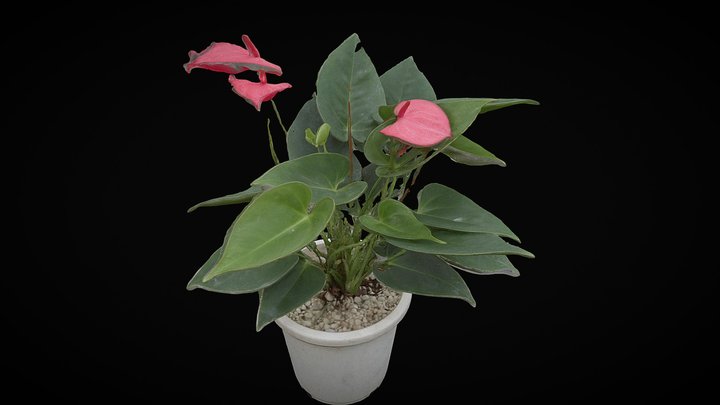 monstera plant coaster Monstera Coaster Plant main image 1