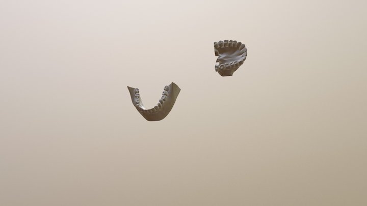 Teeth 3D Model
