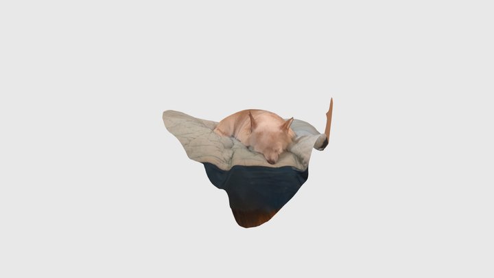 Chihuahua 3d scan done with scaniverse 3D Model