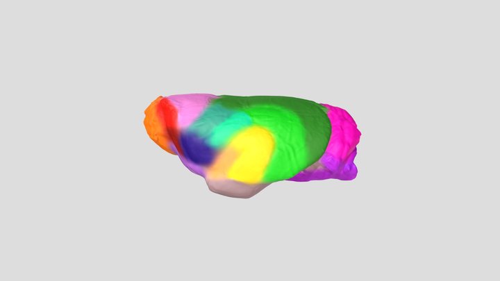 Mustela erminea endocast anatomy 3D Model