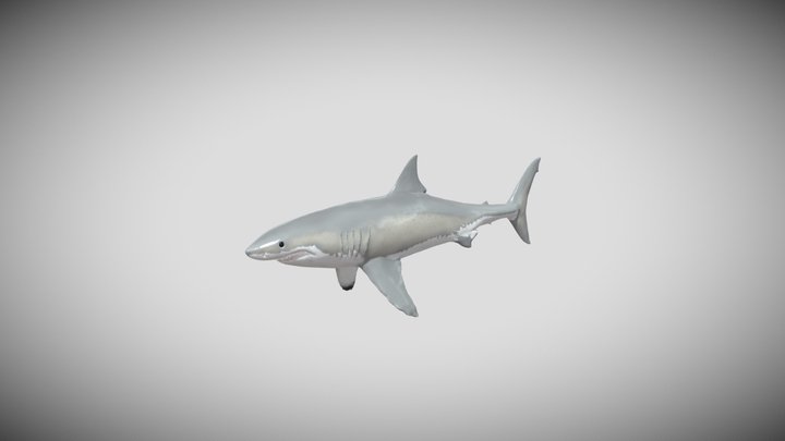 Great white shark Sculptgl 3D Model