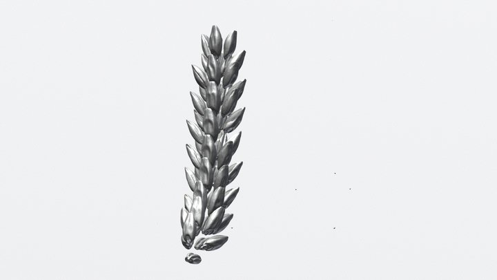 Barley grains 3D Model