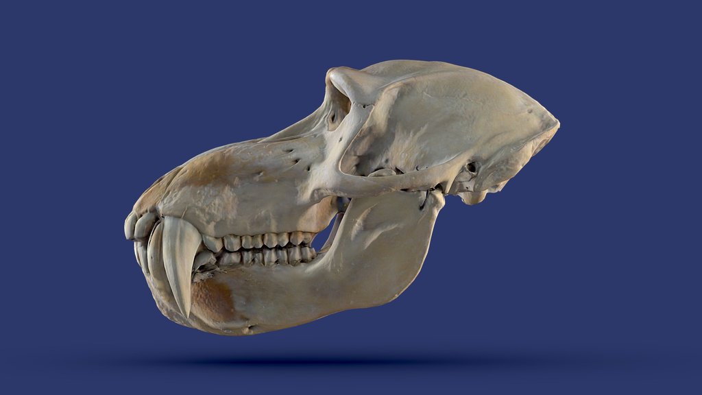 Mandrillus Leucophaeus - RapidCompact