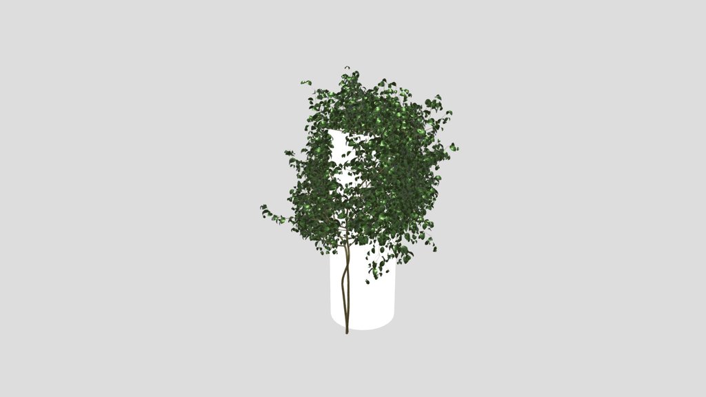 Ivy Simple Column Chinese Trumpet Vine