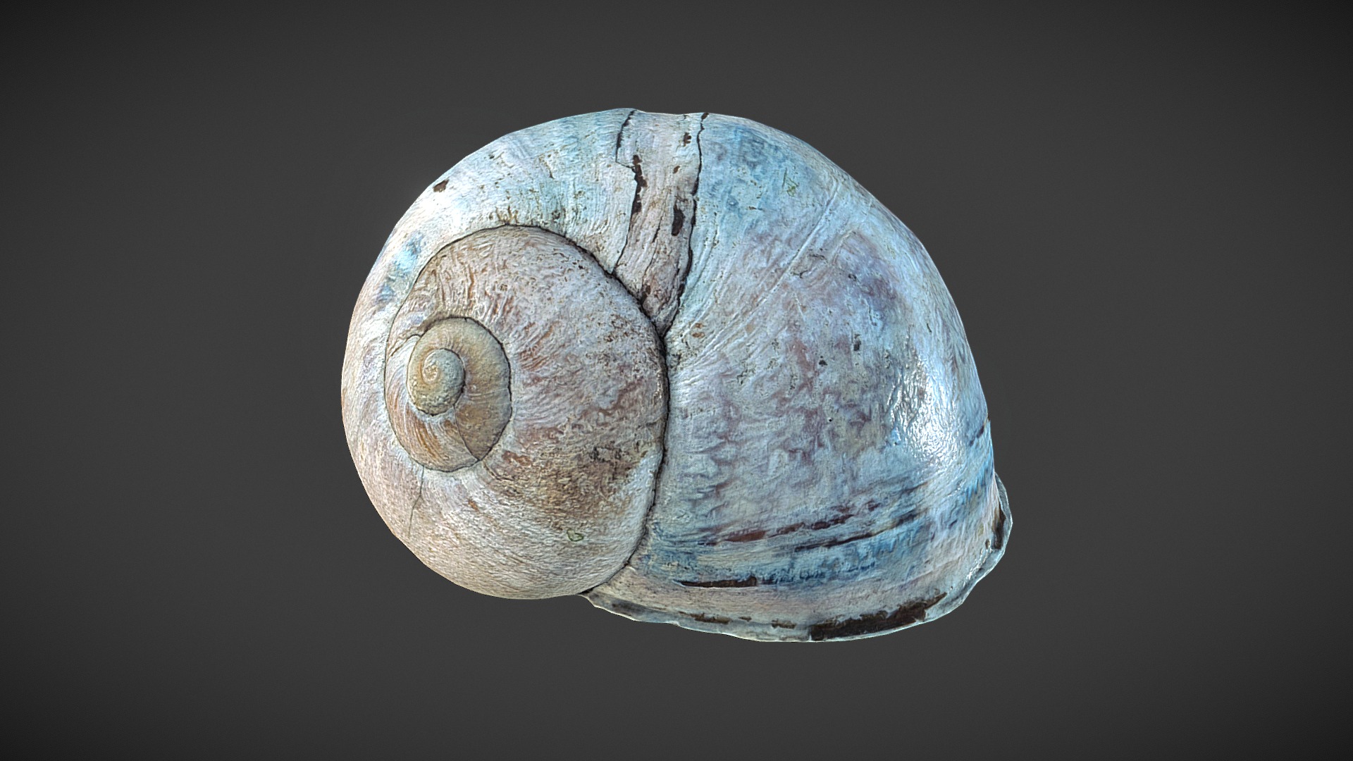 3D model Snail Shell 02 - This is a 3D model of the Snail Shell 02. The 3D model is about a close-up of a snail.