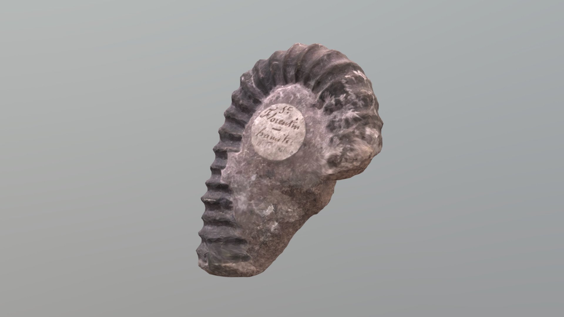 Ammonite Saint Florentin - Download Free 3D model by Tavernier Amaury ...