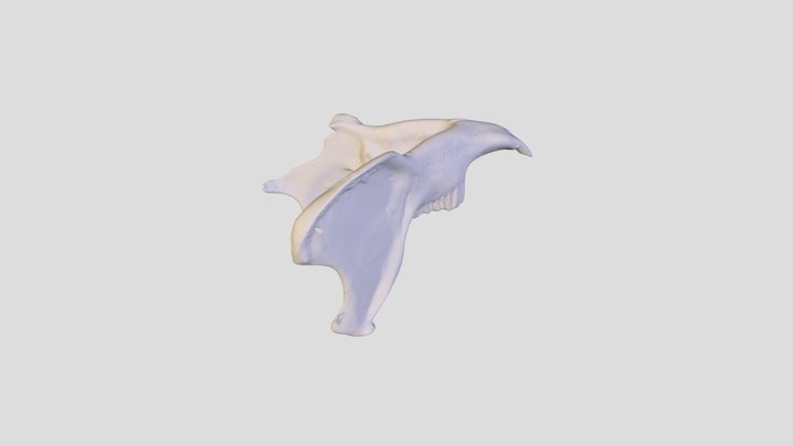 S_ aquaticus Mandible 3D Model