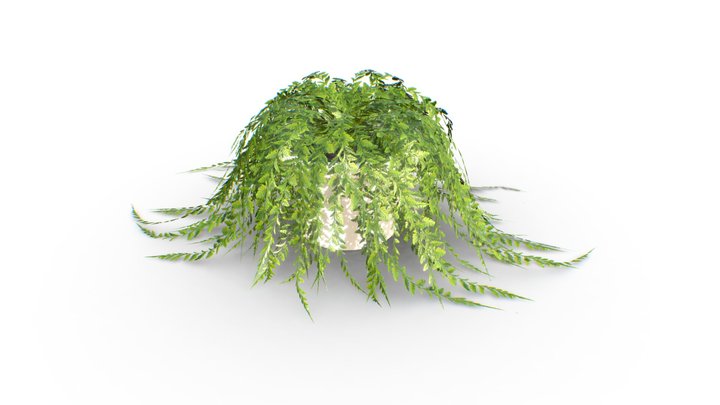 Potted Fern Plant 3D Model