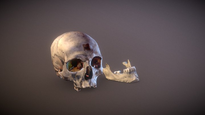 Bobbi The Cranium 3D Model