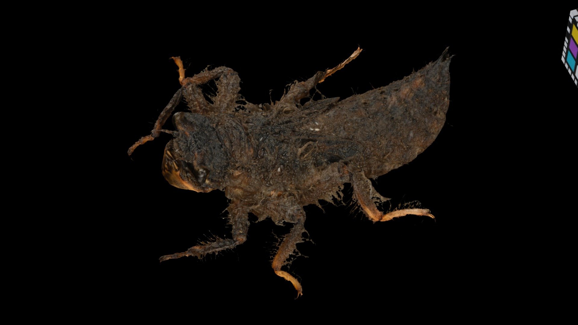 オニヤンマ科 標本 Ar 昆虫標本.オニヤンマ - メルカリ