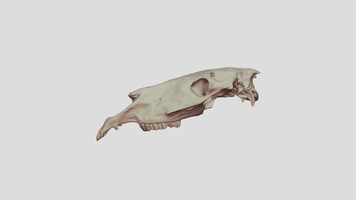 Horse Skull 3D Model
