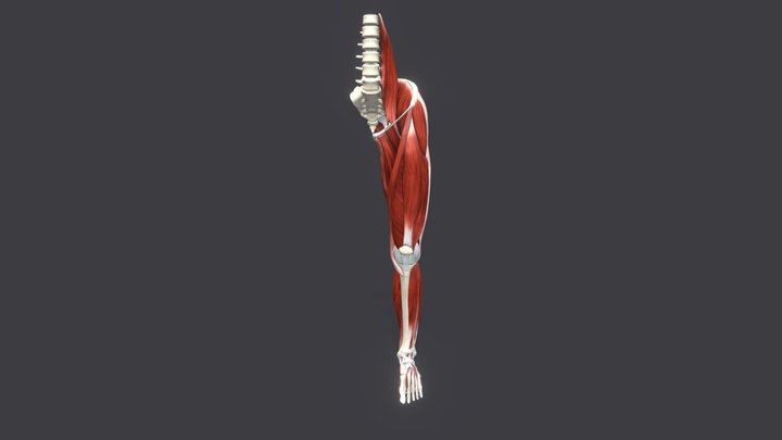 Anatomy of the leg 3D Model