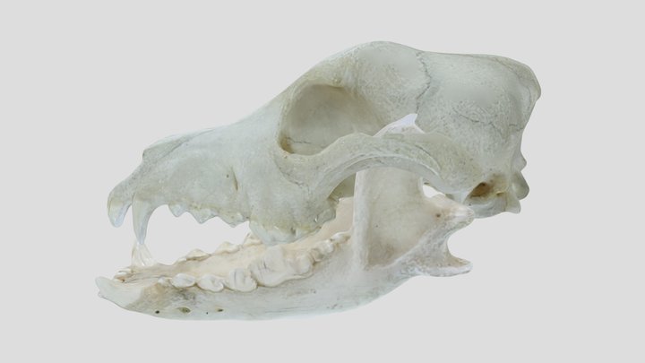 Canis lupus familiaris (Linnaeus, 1758) 3D Model