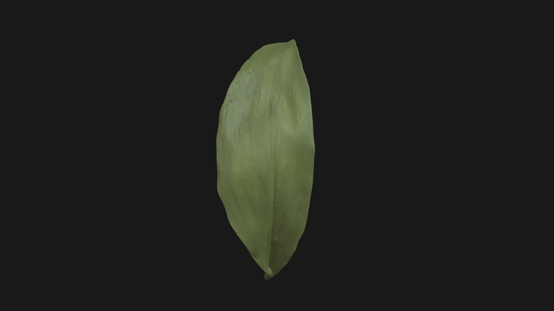 3D model Fw28 – Leaf - This is a 3D model of the Fw28 - Leaf. The 3D model is about a leaf with a dark background.