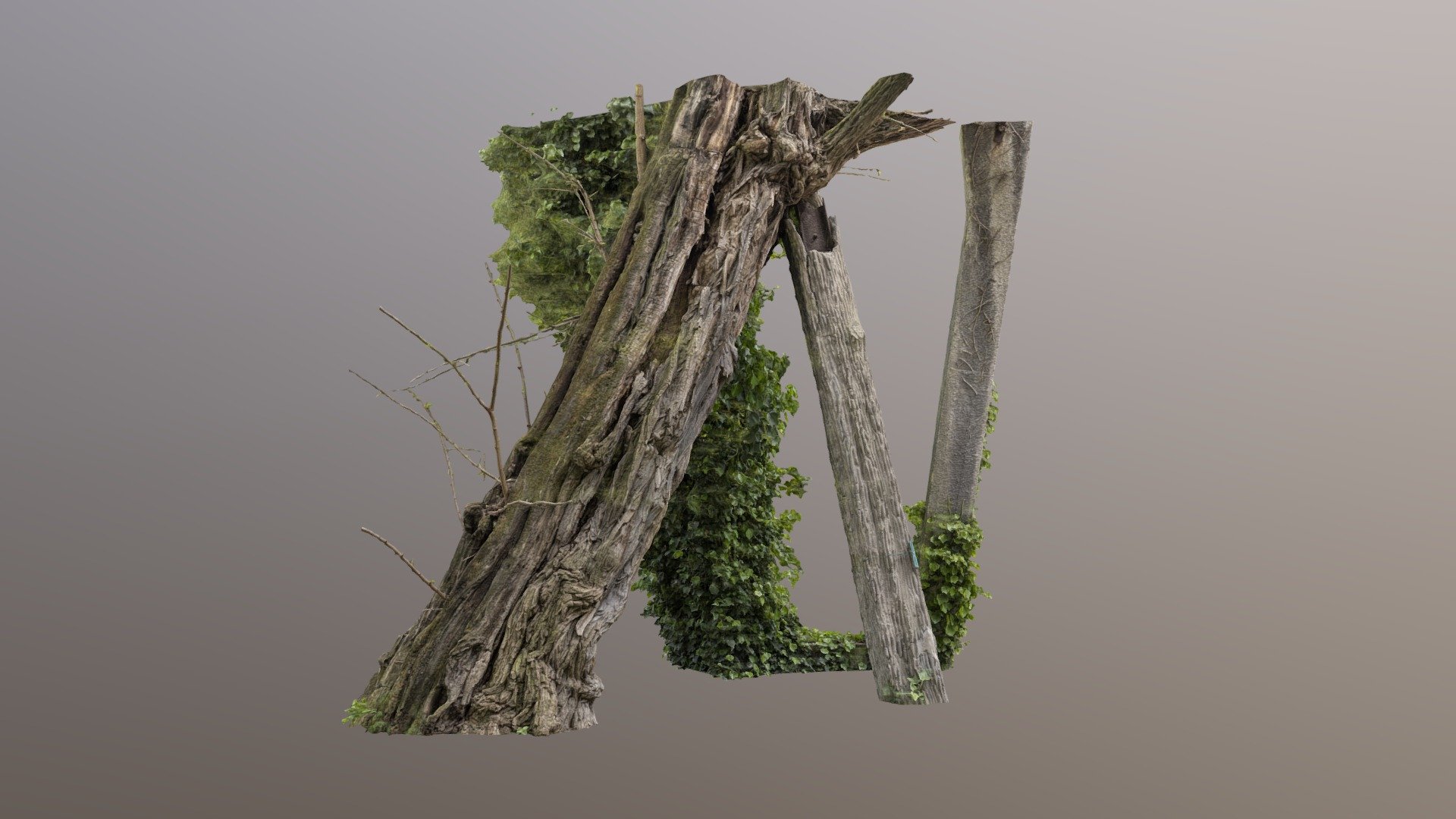 Old Tree, Paris - photogrammetry