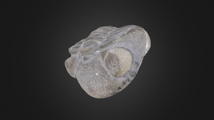 Trilobite: E. crassituberculata (PRI 49388) – Gratis 3D-model STL