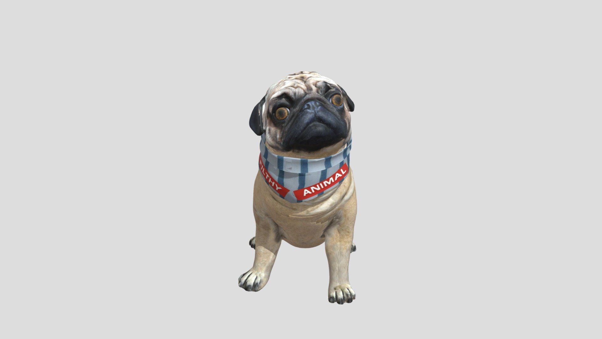 Perro Pug Sentado 01
