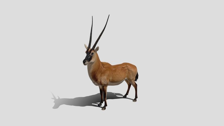 Kudu animal 3d model free