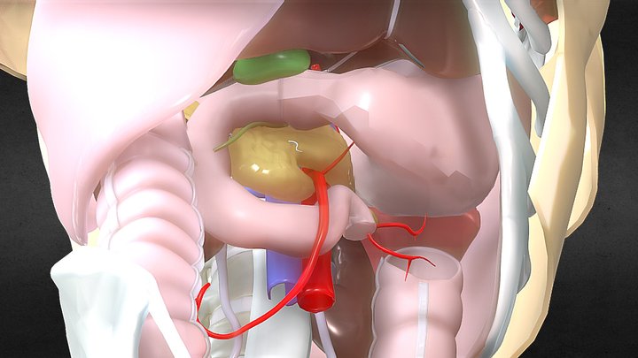 Stomach from showmethepocus.com 3D Model