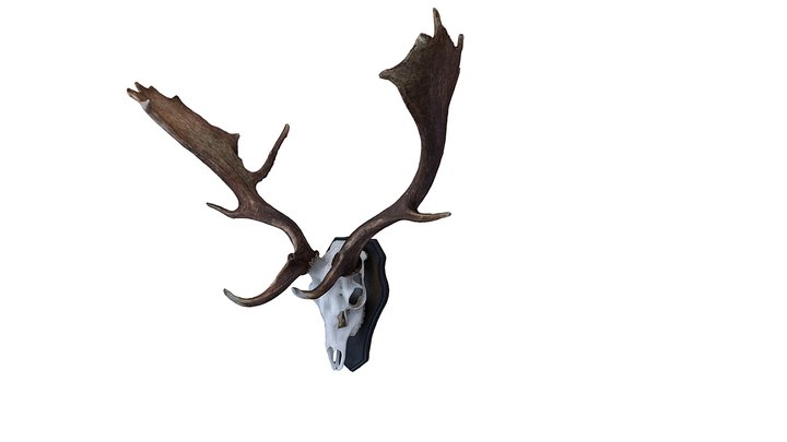 Deer Skull, 3D-Scanned 3D Model